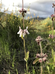 Stachys rigida quercetorum