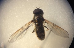 Cheilosia pagana