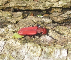 Cucujus cinnaberinus