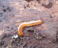 Cucujus cinnaberinus