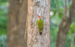 Picus xanthopygaeus