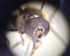 Cheilosia pagana