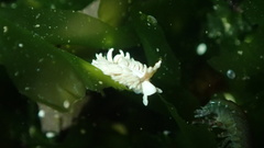 Bulbaeolidia sulphurea image