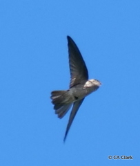 Aerodramus pelewensis