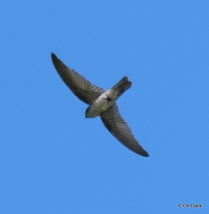 Aerodramus pelewensis