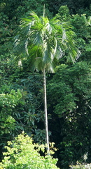 Hydriastele palauensis