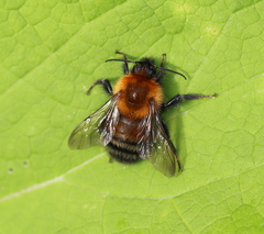 Bombus schrencki