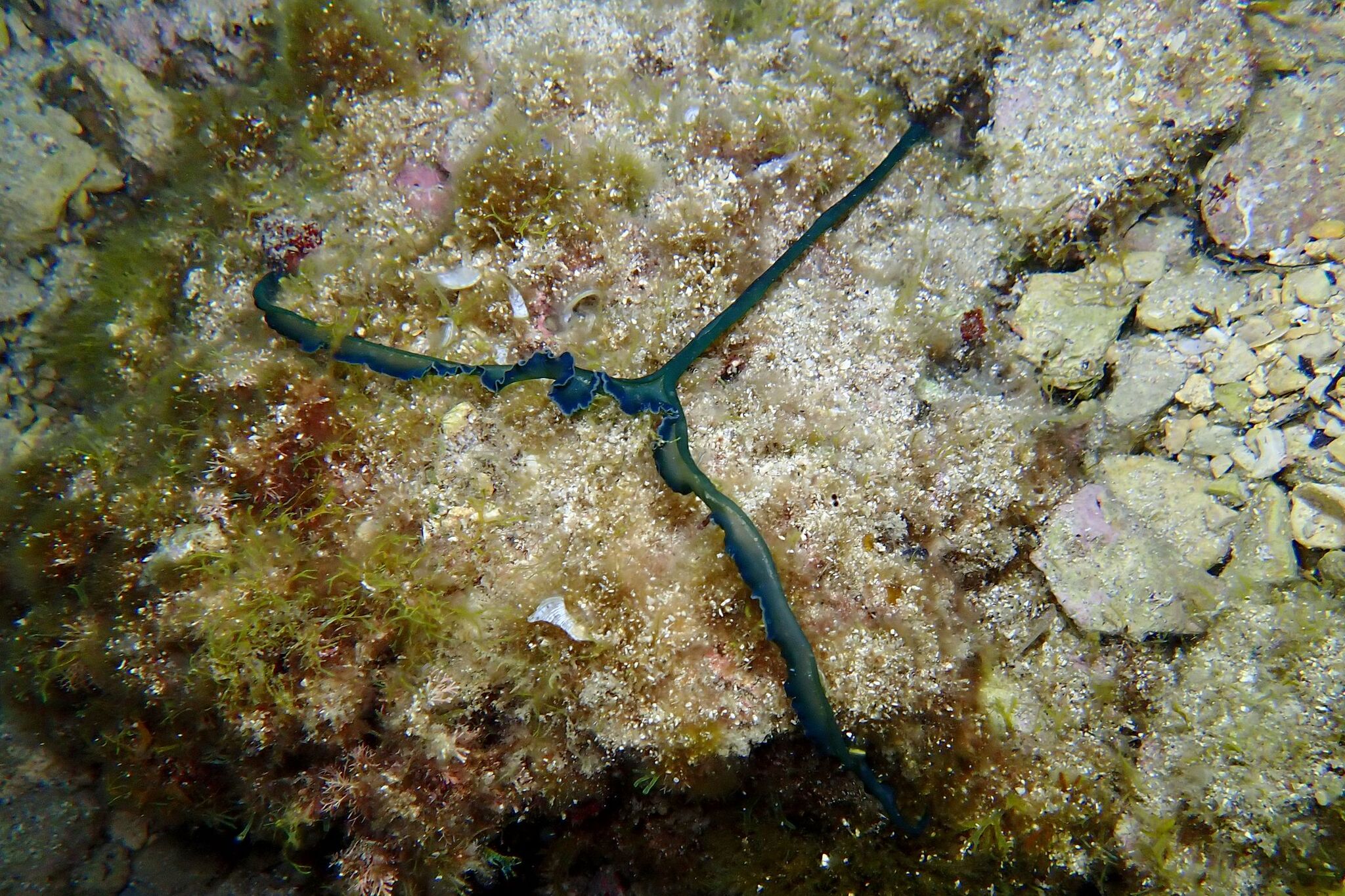Bonellia viridis Rolando, 1822