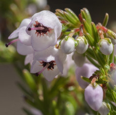 Erica curvirostris