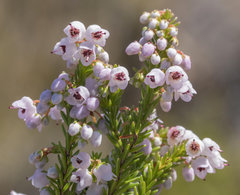 Erica curvirostris