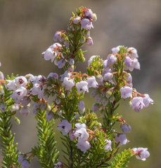 Erica curvirostris