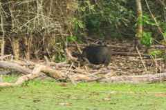 Sus scrofa cristatus