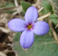 Houstonia pusilla
