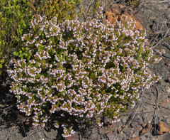 Erica curvirostris