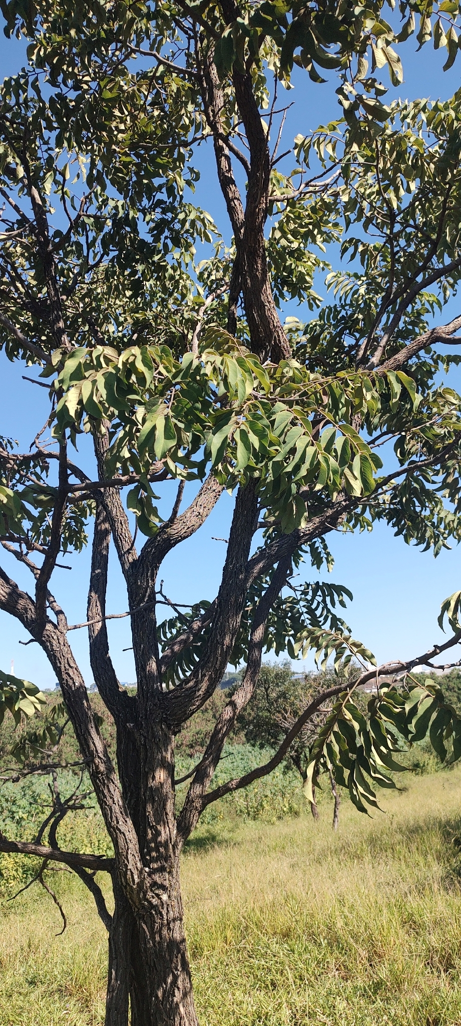 Imagem de Jacarandá do Cerrado