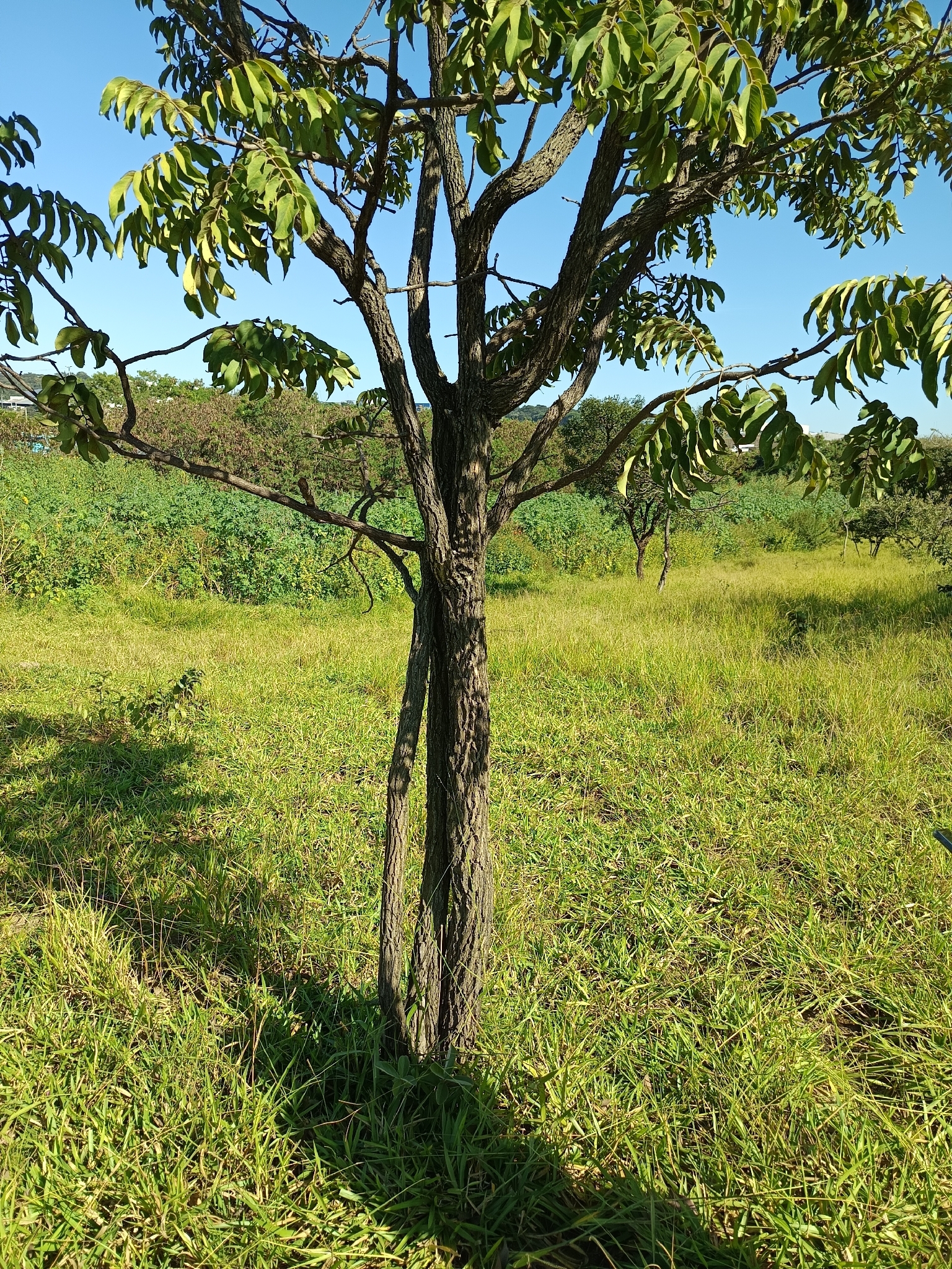 Imagem de Jacarandá do Cerrado