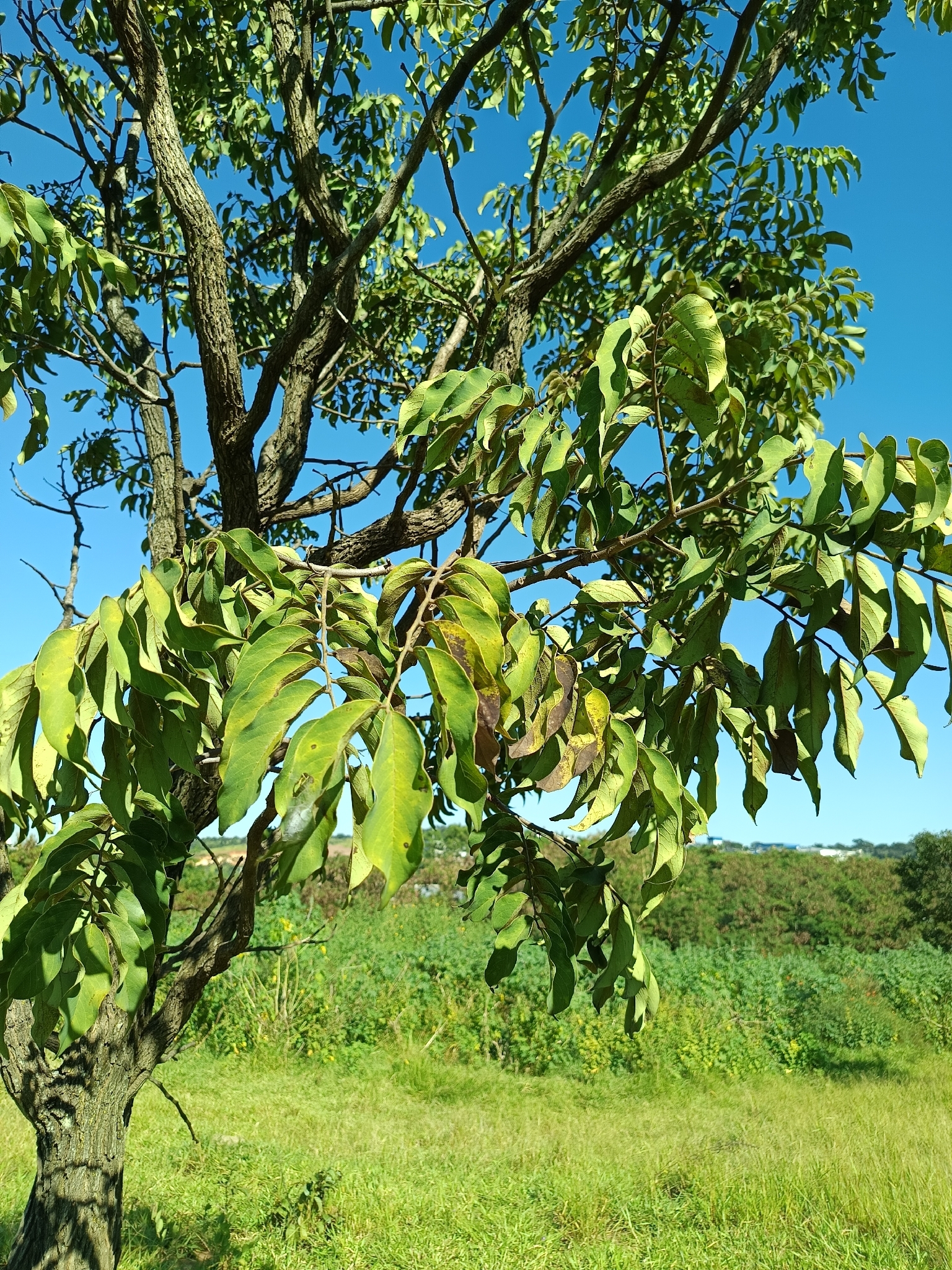 Imagem de Jacarandá do Cerrado