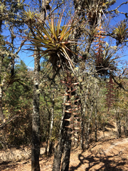 Tillandsia prodigiosa