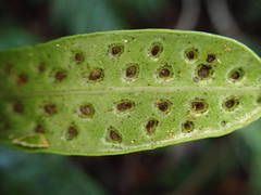 Microsorum scolopendria