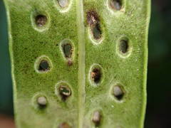 Microsorum scolopendria