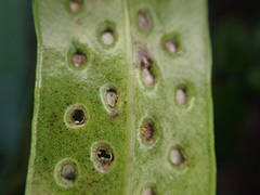 Microsorum scolopendria