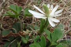 Anemone berlandieri