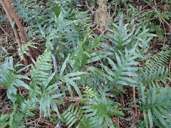 Microsorum scolopendria