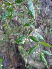 Grevillea mucronulata