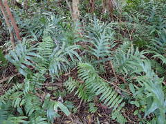 Microsorum scolopendria