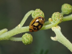 Peltoschema hamadryas