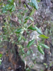 Grevillea mucronulata
