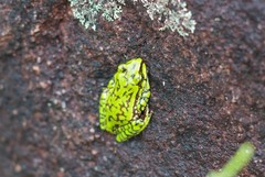Boophis microtympanum