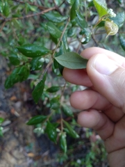 Grevillea mucronulata