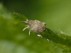 Parethelcus pollinarius