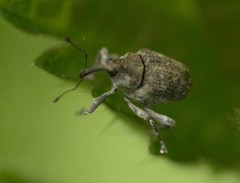 Parethelcus pollinarius