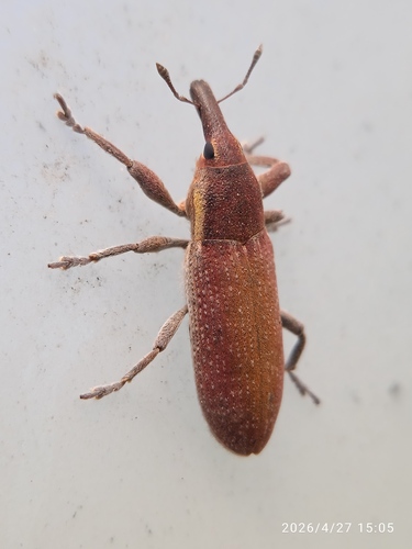 Lixus vilis