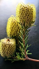 Banksia pulchella