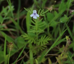Lavandula bipinnata