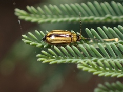 Monolepta subsuturalis