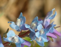 Corydalis ambigua