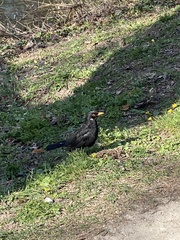 Turdus merula