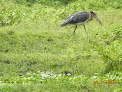 Leptoptilos javanicus