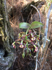 Epidendrum radioferens