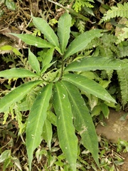 Arisaema heterophyllum