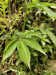 Arisaema heterophyllum