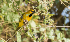 Icterus nigrogularis nigrogularis