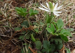 Anemone berlandieri