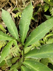 Arisaema heterophyllum