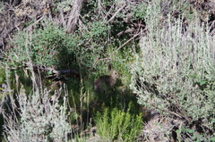 Sylvilagus idahoensis