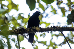 Cacicus chrysonotus